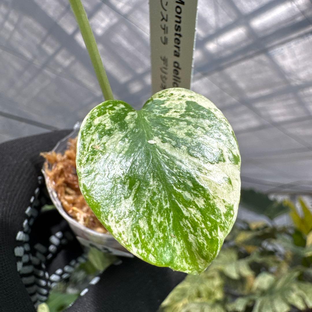 A3モンステラ　デリシオーサ　ミント斑入り　2寸ポリポット　ネコポス発送