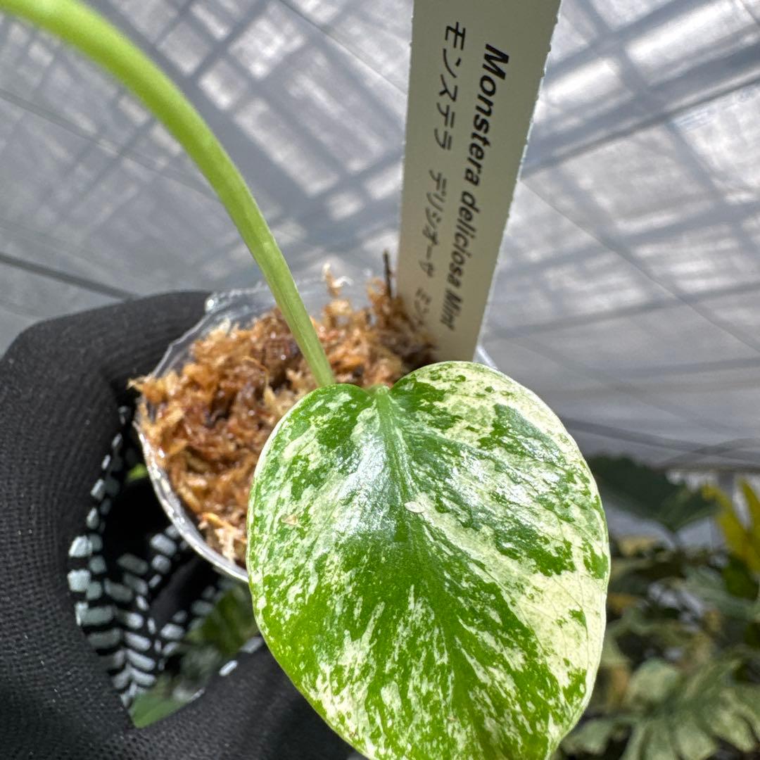 A3モンステラ　デリシオーサ　ミント斑入り　2寸ポリポット　ネコポス発送