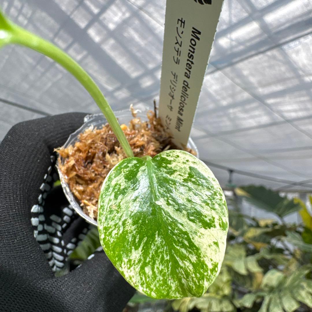 A3モンステラ　デリシオーサ　ミント斑入り　2寸ポリポット　ネコポス発送