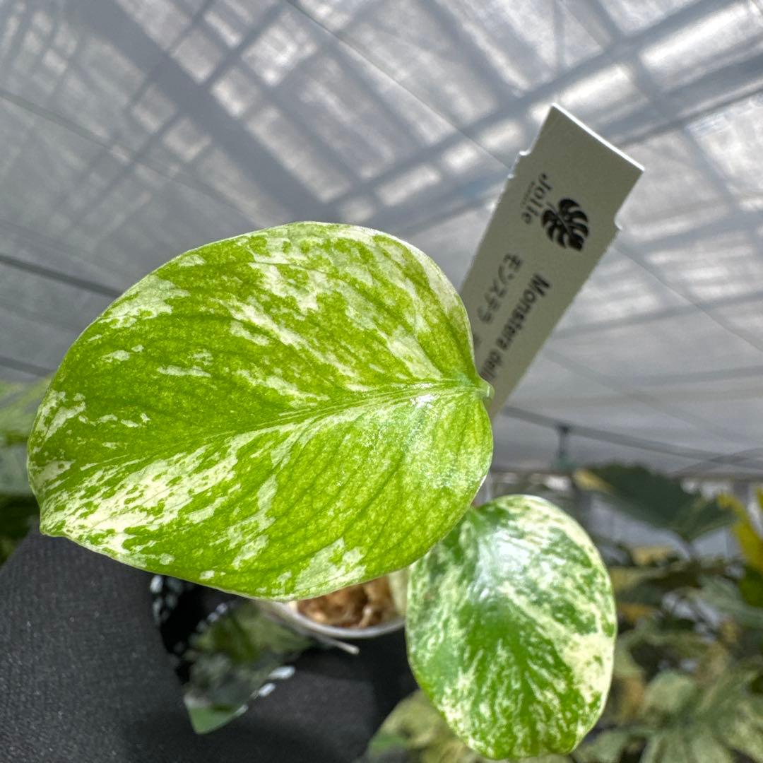 A3モンステラ　デリシオーサ　ミント斑入り　2寸ポリポット　ネコポス発送
