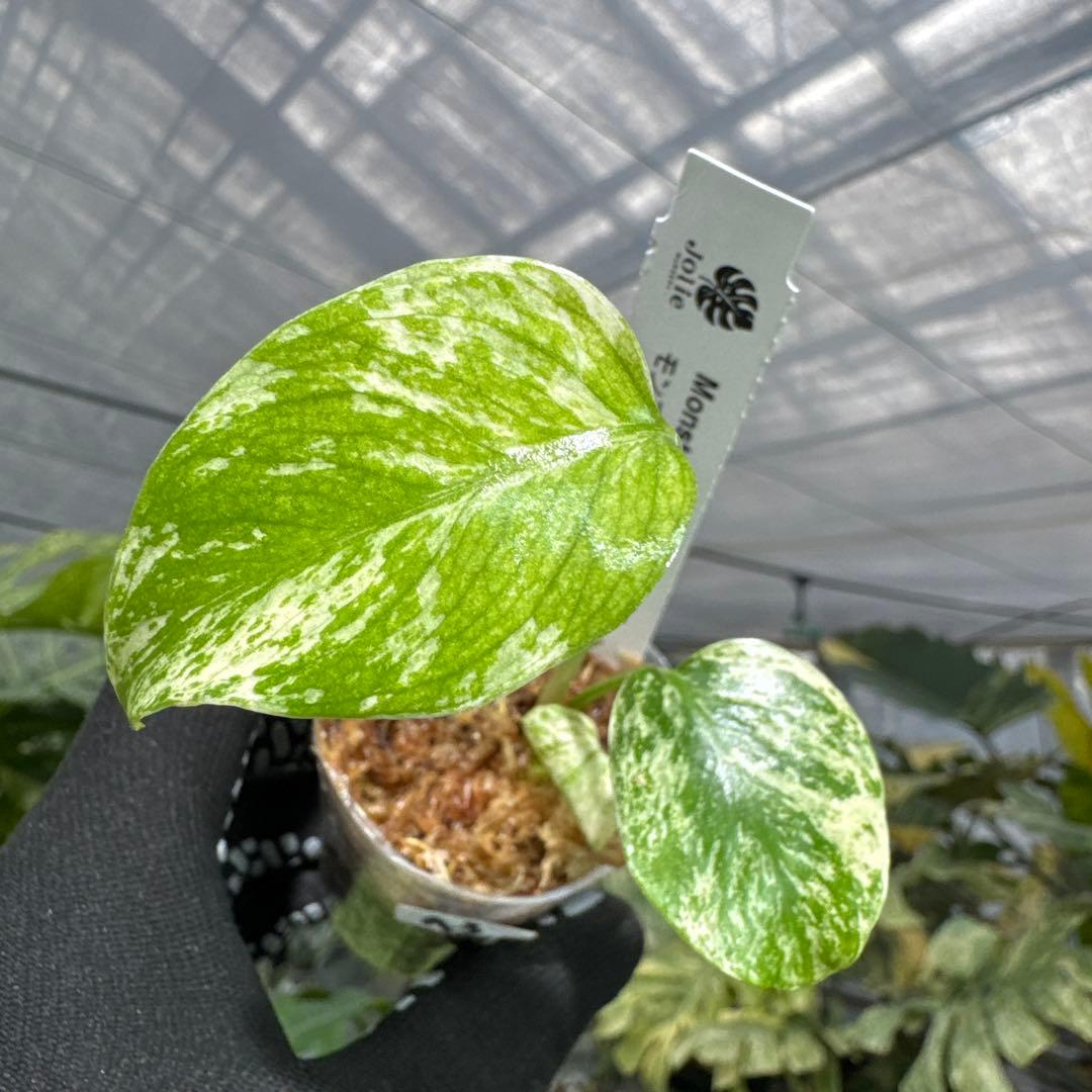 A3モンステラ　デリシオーサ　ミント斑入り　2寸ポリポット　ネコポス発送