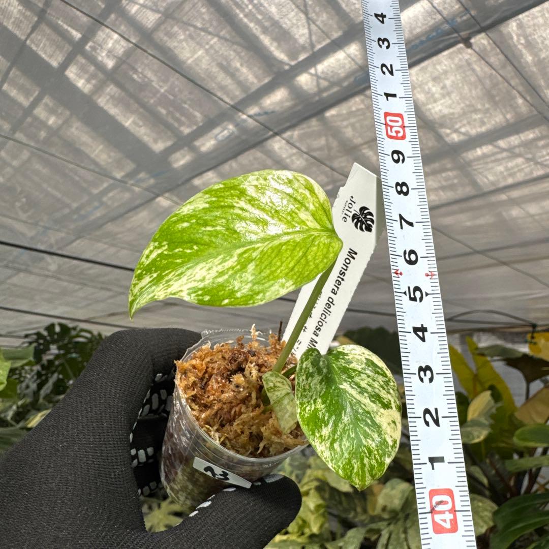 A3モンステラ　デリシオーサ　ミント斑入り　2寸ポリポット　ネコポス発送