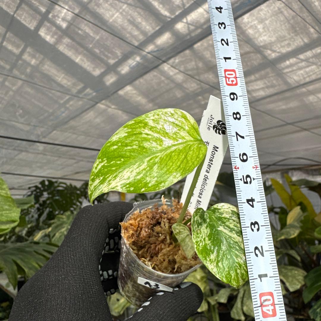 A3モンステラ　デリシオーサ　ミント斑入り　2寸ポリポット　ネコポス発送