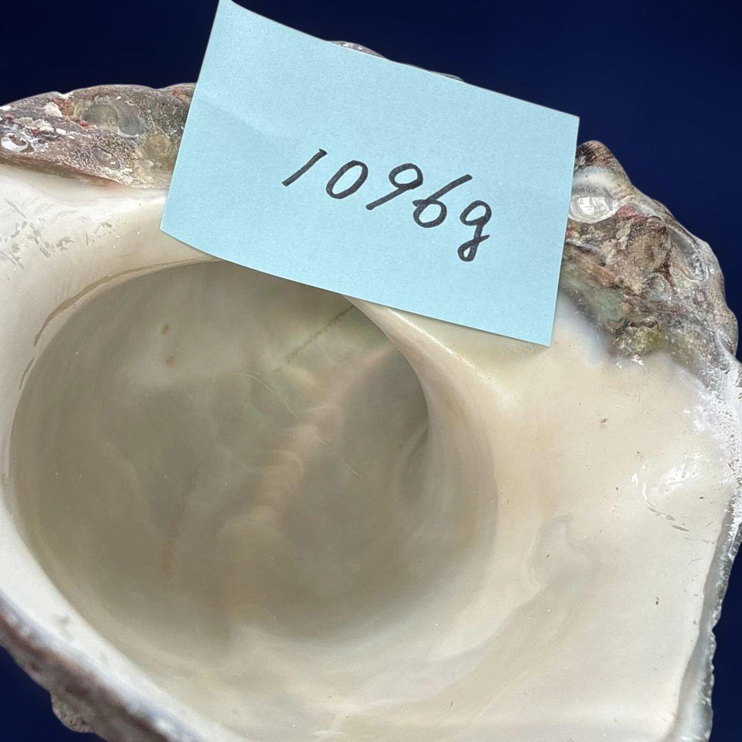 夜光貝　ヤコウ貝　まとめ売り　16個　18、6kg アクセサリー　ルアー