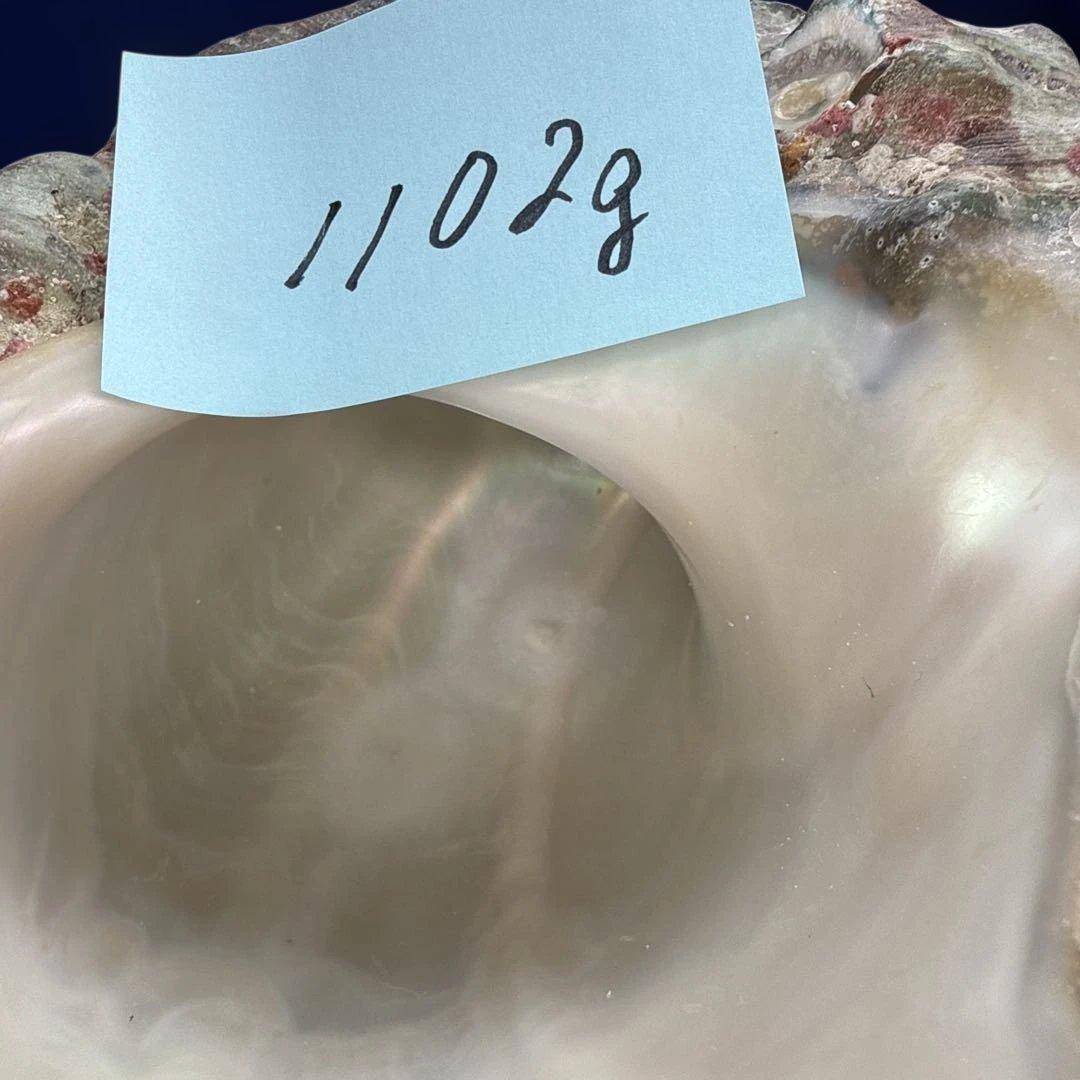 夜光貝　ヤコウ貝　まとめ売り　16個　18、6kg アクセサリー　ルアー