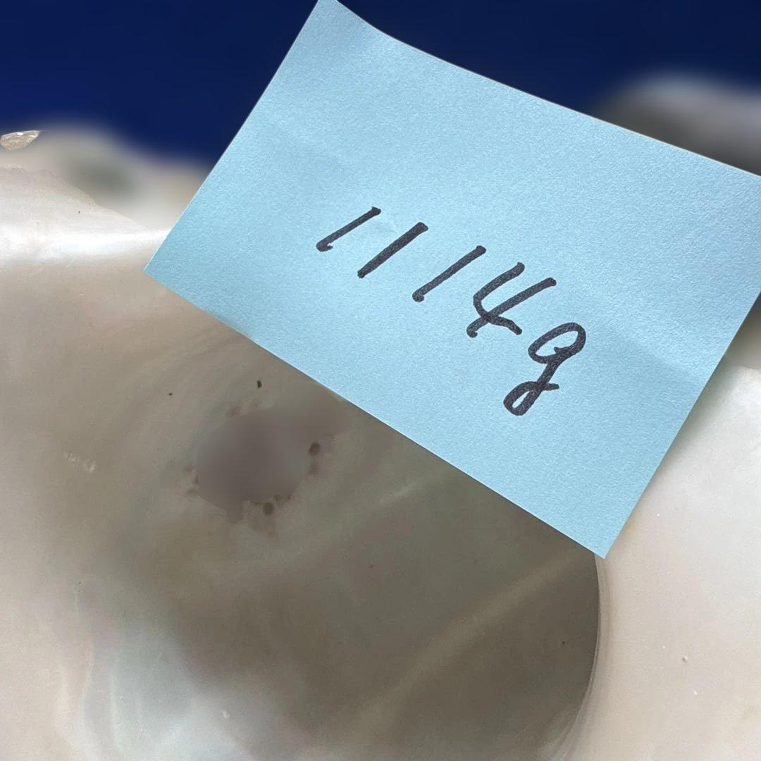 夜光貝　ヤコウ貝　まとめ売り　16個　18、6kg アクセサリー　ルアー