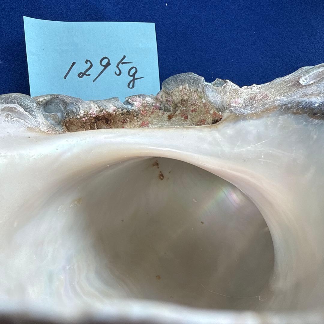 夜光貝　ヤコウ貝　まとめ売り　16個　18、6kg アクセサリー　ルアー