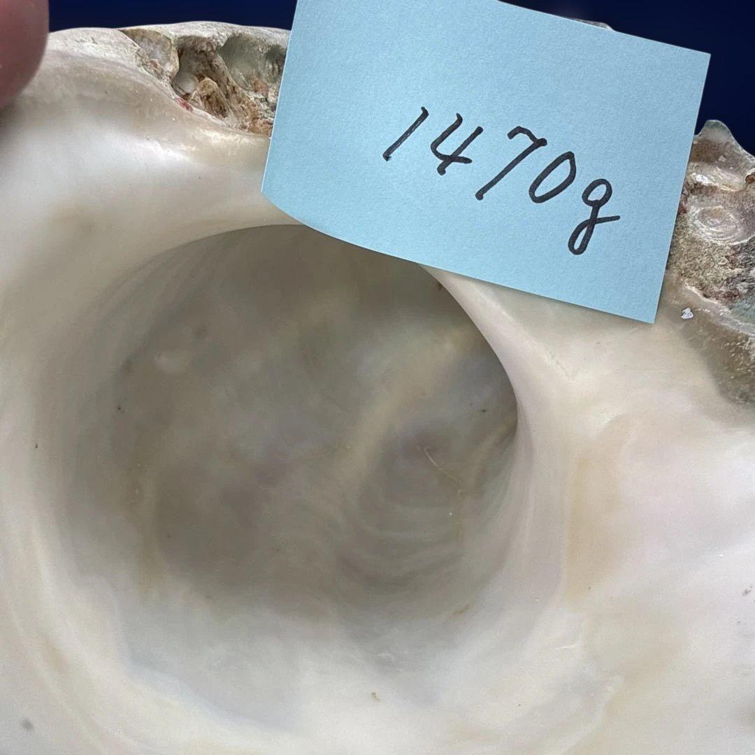 夜光貝　ヤコウ貝　まとめ売り　16個　18、6kg アクセサリー　ルアー