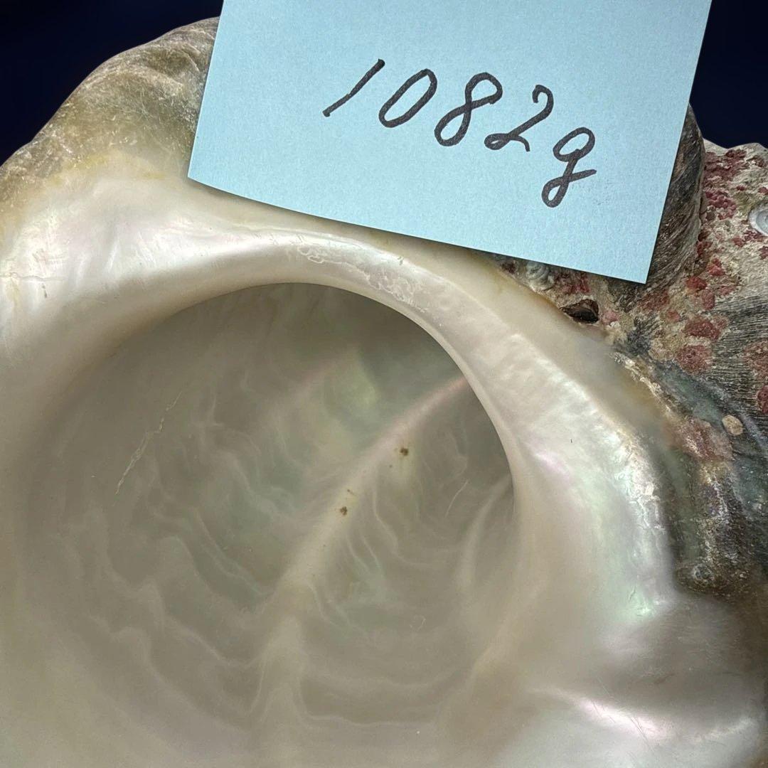 夜光貝　ヤコウ貝　まとめ売り　16個　18、6kg アクセサリー　ルアー