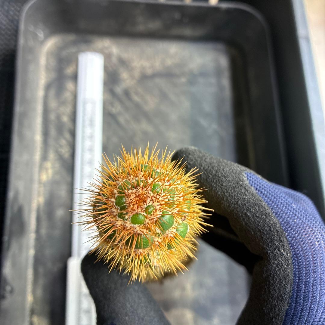 新品種　トリコセレウス スパキアナス　スーパーモンストローサ　希少種　1