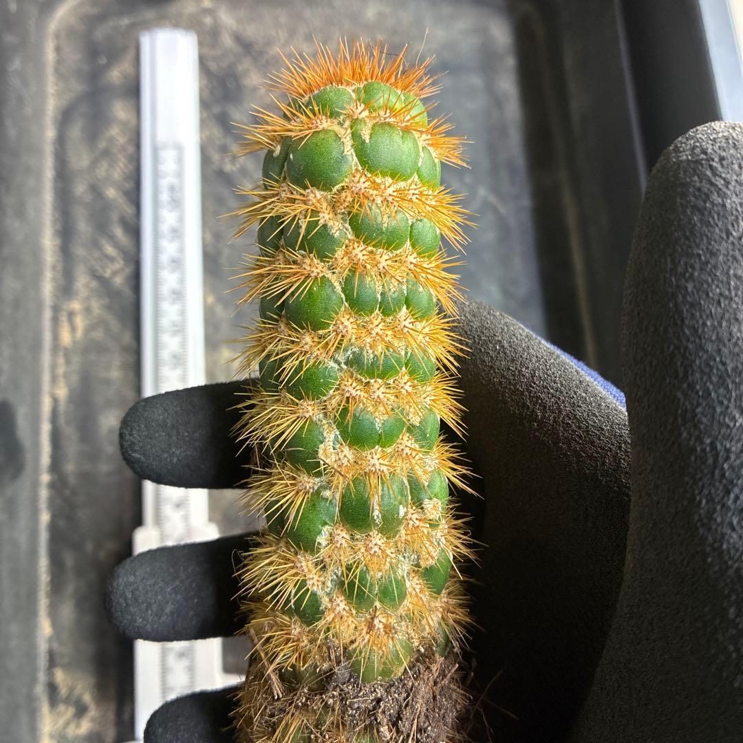 新品種　トリコセレウス スパキアナス　スーパーモンストローサ　希少種　1