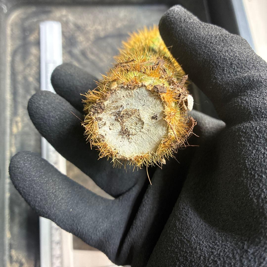 新品種　トリコセレウス スパキアナス　スーパーモンストローサ　希少種　1