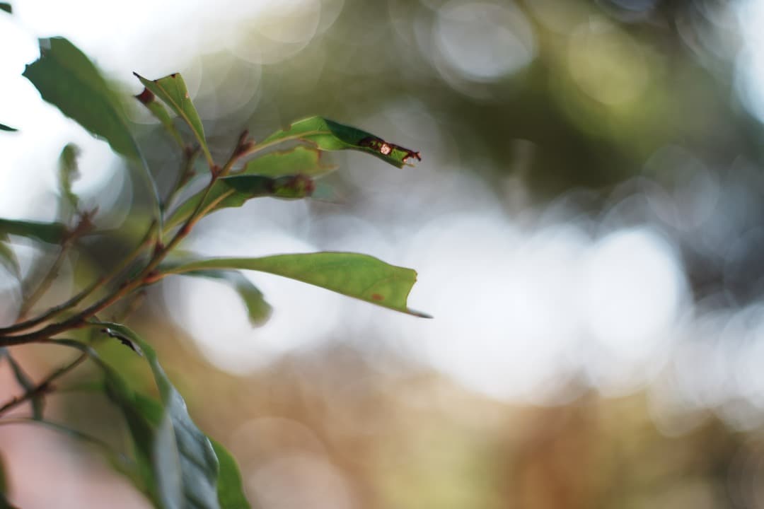 【極美品】Carl Zeiss Planar 50mm F1.4 MMJ 977