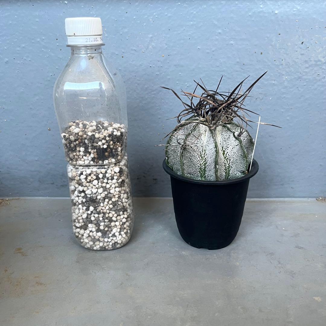 白瑞鳳玉　アストロフィツム　astrophytum 棘　多肉植物　サボテン　良株