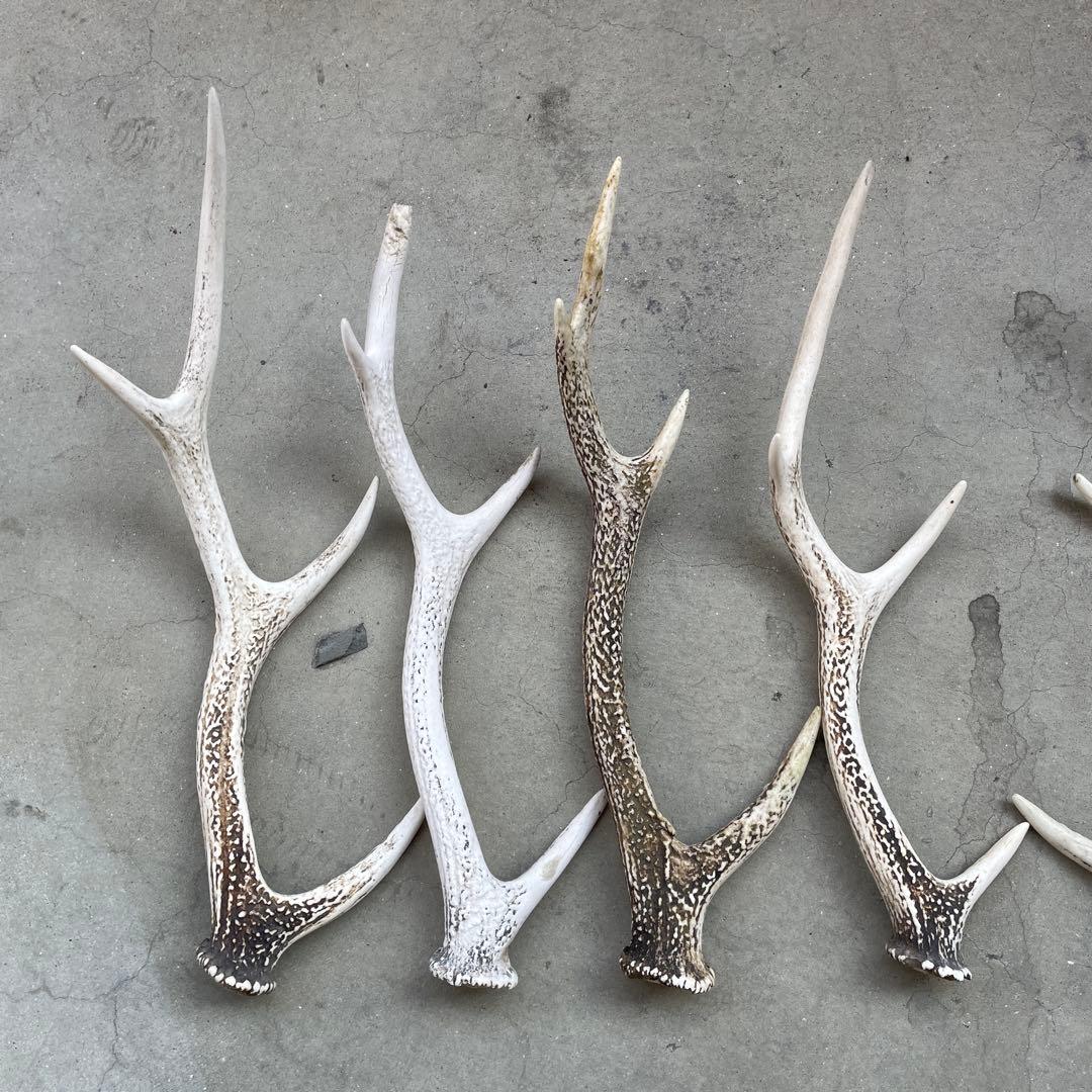 鹿の角　9本　まとめ売り