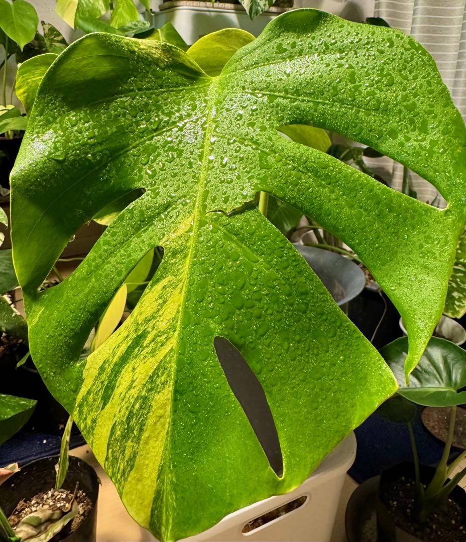 モンステラ・シエラナ・アウレア