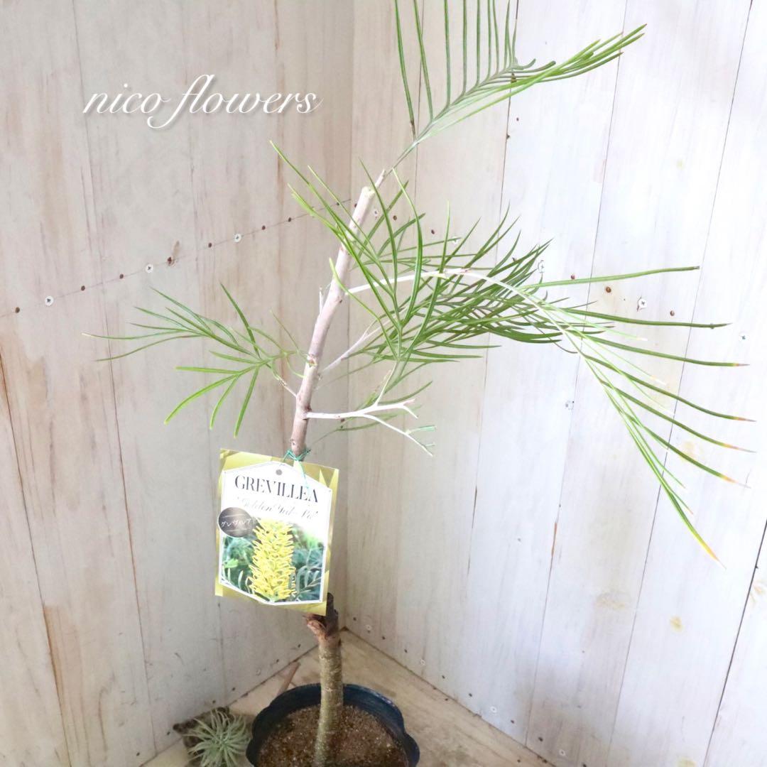 グレビレア♡ゴールデンユーロ♡オージープランツ♡