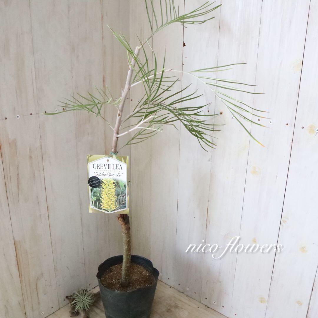 グレビレア♡ゴールデンユーロ♡オージープランツ♡