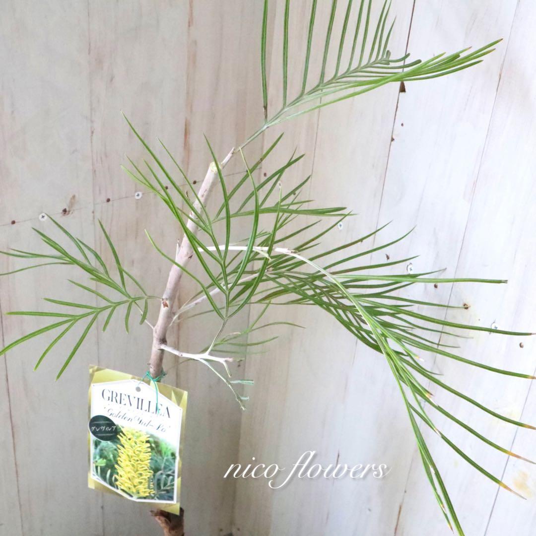 グレビレア♡ゴールデンユーロ♡オージープランツ♡