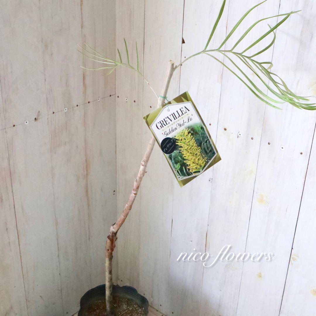 グレビレア♡ゴールデンユーロ♡オージープランツ♡