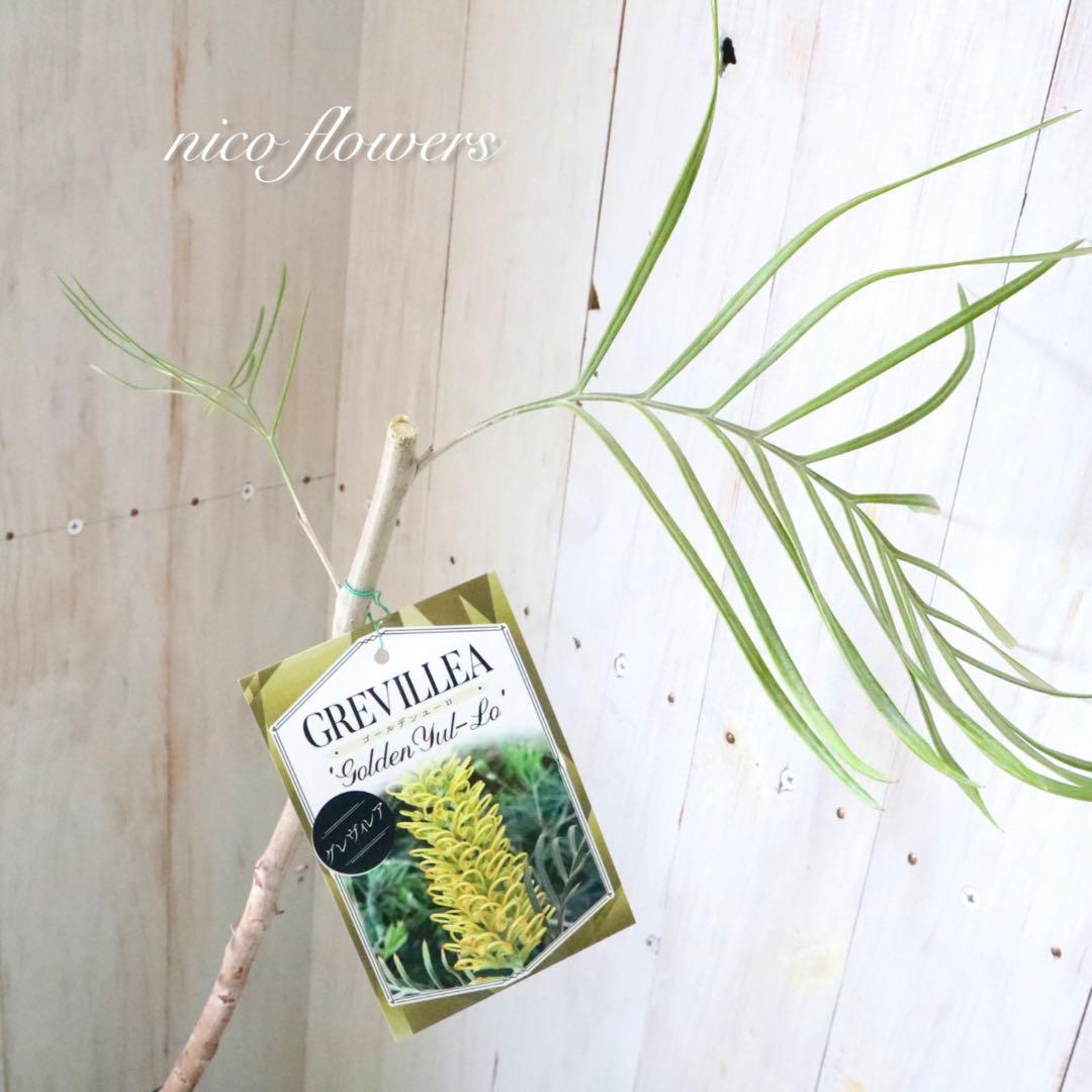 グレビレア♡ゴールデンユーロ♡オージープランツ♡