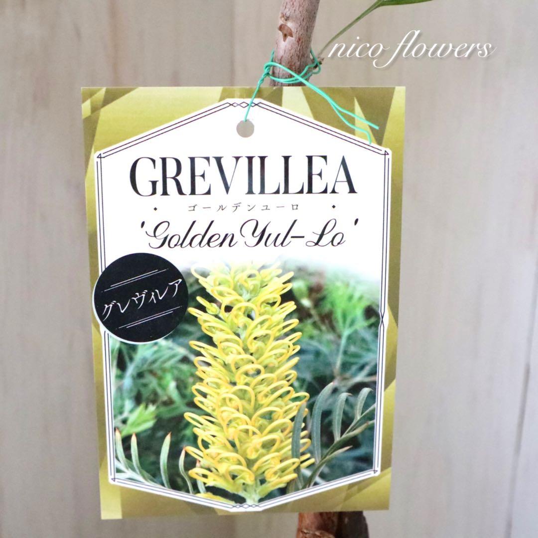 グレビレア♡ゴールデンユーロ♡オージープランツ♡