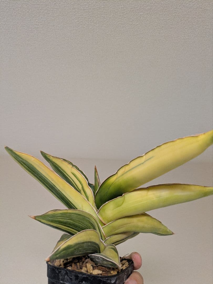 サンスベリア・サムライドワーフ　斑入り　2