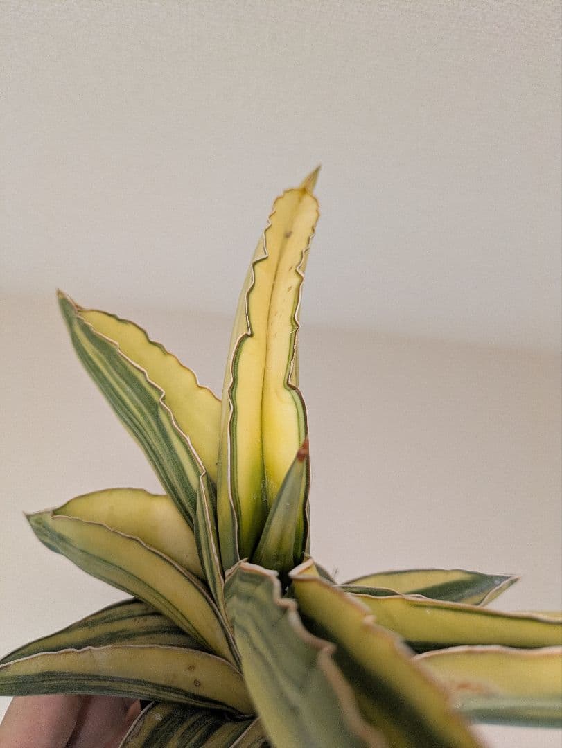 サンスベリア・サムライドワーフ　斑入り　2