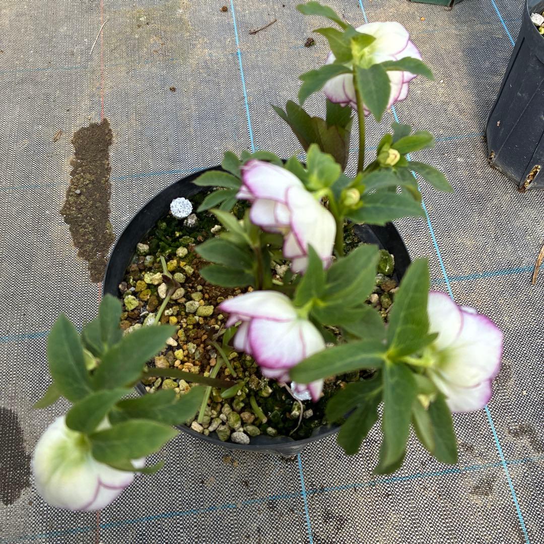 クリスマスローズ　ピコティ　７寸