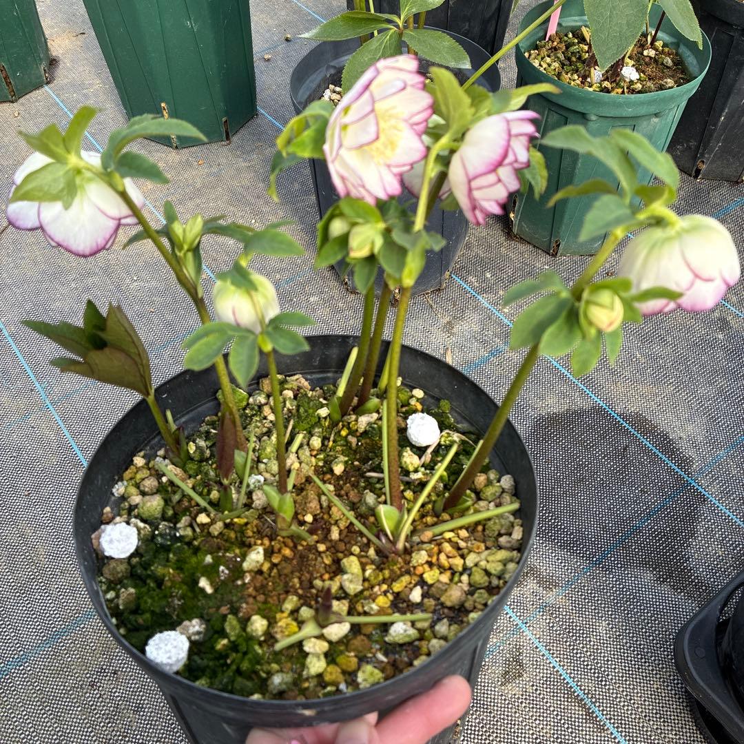 クリスマスローズ　ピコティ　７寸