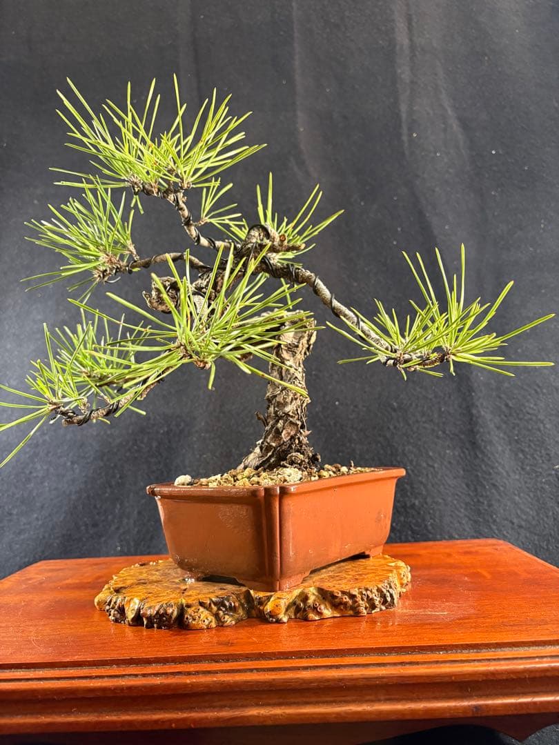 貴風盆栽、黒松、模様木懸崖作り、古木 目立った傷や汚れなし