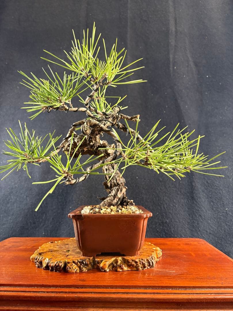 貴風盆栽、黒松、模様木懸崖作り、古木 目立った傷や汚れなし