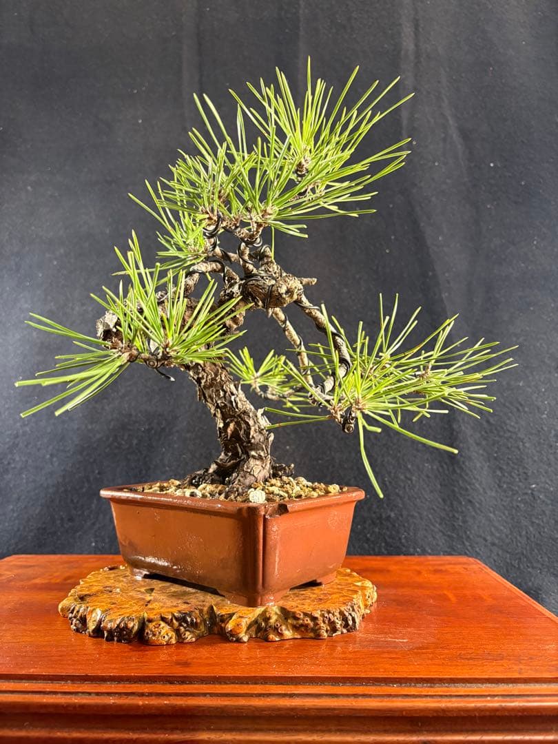 貴風盆栽、黒松、模様木懸崖作り、古木 目立った傷や汚れなし