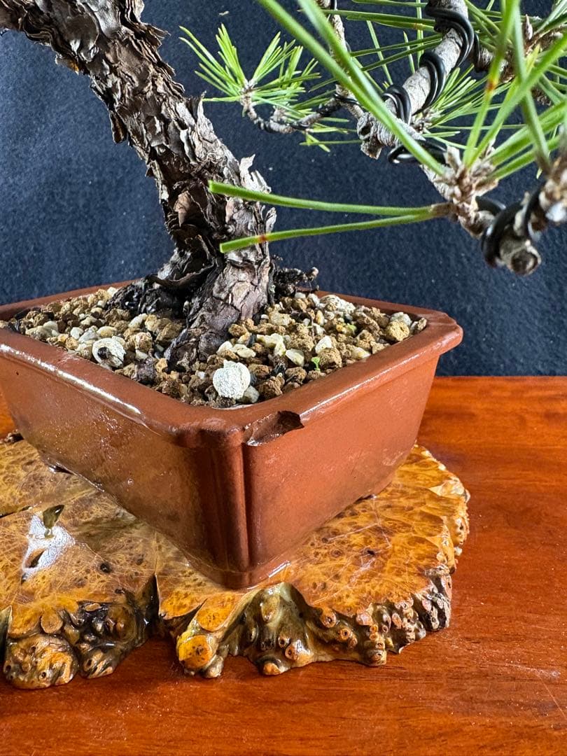 貴風盆栽、黒松、模様木懸崖作り、古木 目立った傷や汚れなし