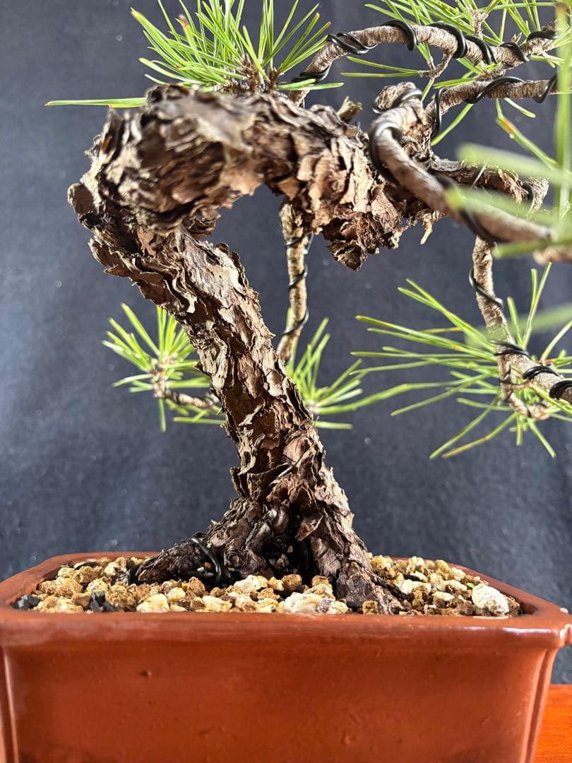 貴風盆栽、黒松、模様木懸崖作り、古木 目立った傷や汚れなし