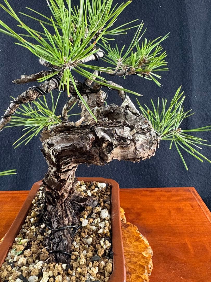 貴風盆栽、黒松、模様木懸崖作り、古木 目立った傷や汚れなし