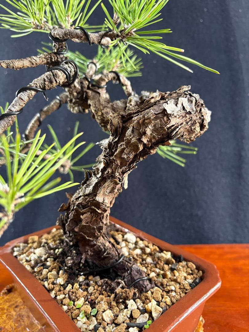 貴風盆栽、黒松、模様木懸崖作り、古木 目立った傷や汚れなし