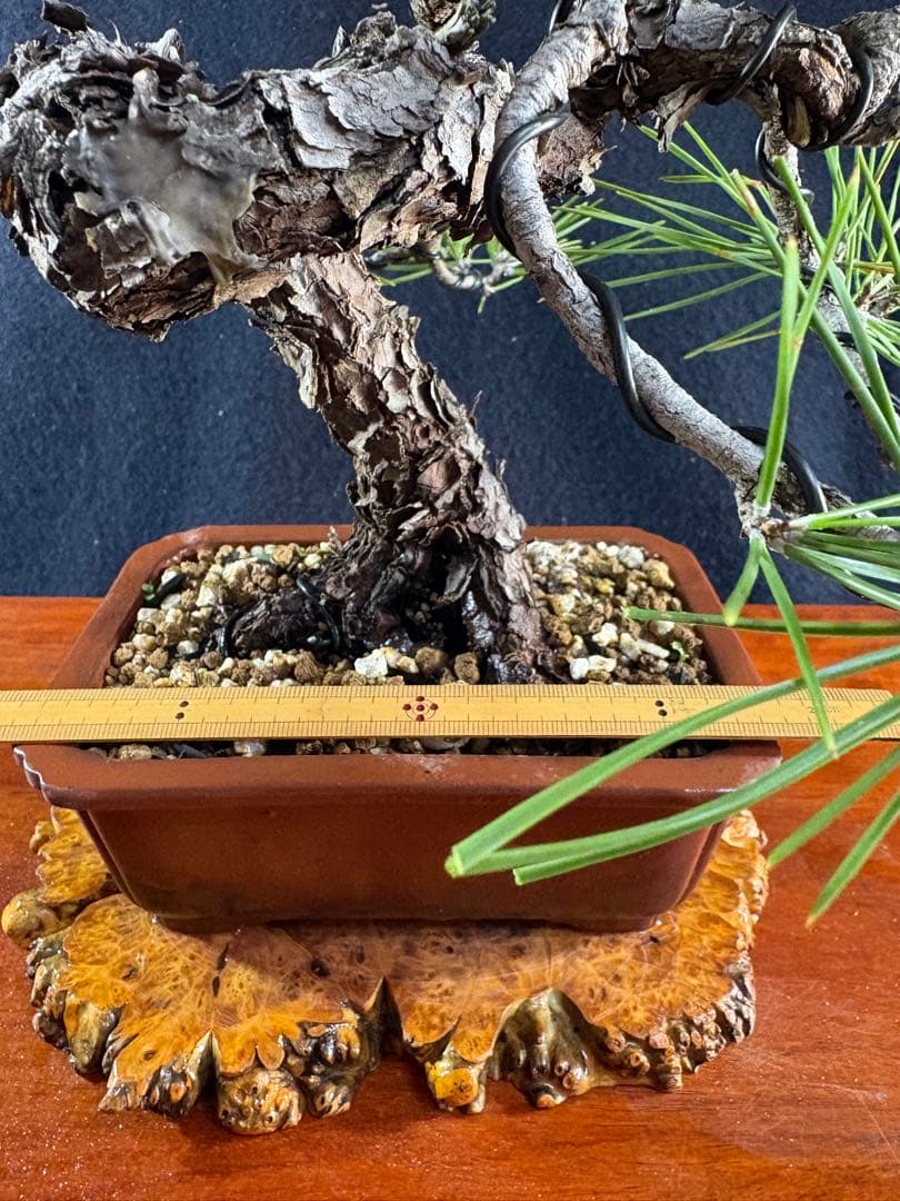 貴風盆栽、黒松、模様木懸崖作り、古木 目立った傷や汚れなし