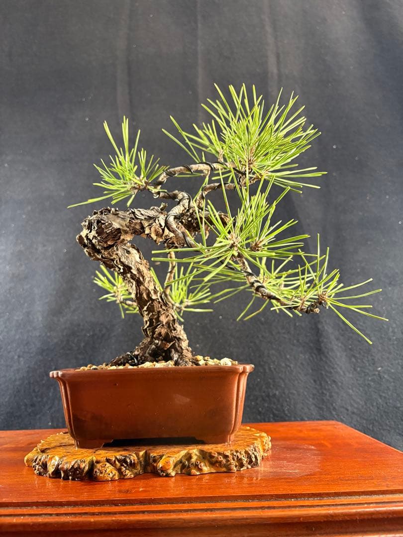 貴風盆栽、黒松、模様木懸崖作り、古木 目立った傷や汚れなし