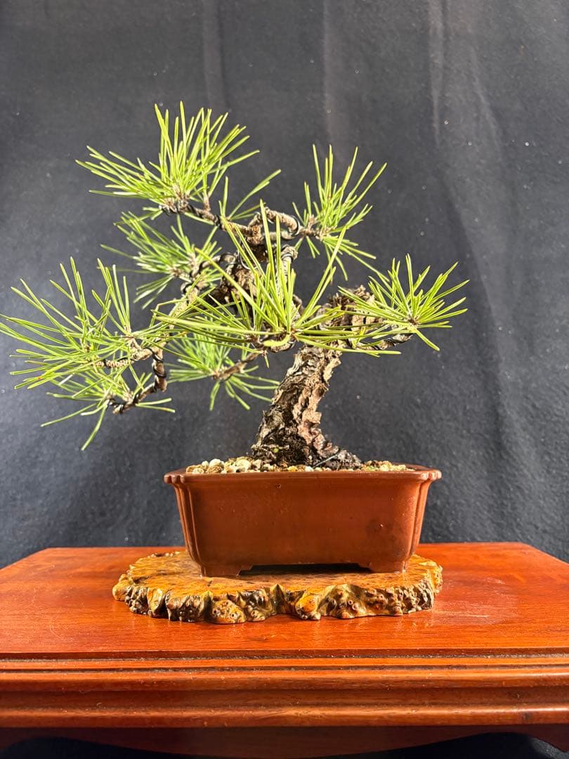 貴風盆栽、黒松、模様木懸崖作り、古木 目立った傷や汚れなし