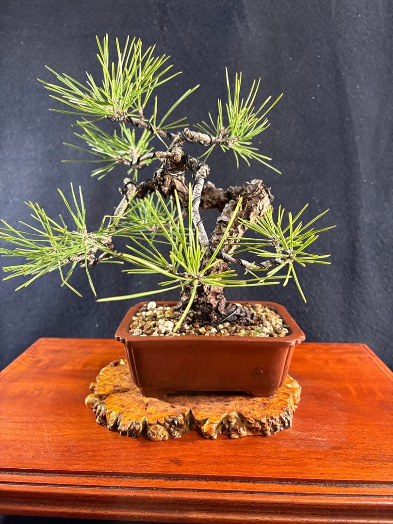 貴風盆栽、黒松、模様木懸崖作り、古木 目立った傷や汚れなし