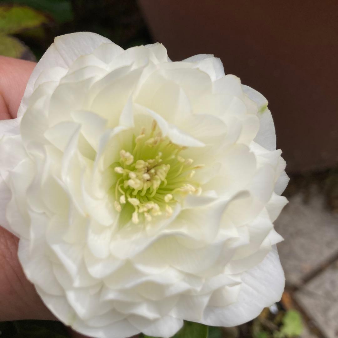 クリスマスローズ　超多弁咲き　フリル　真っ白