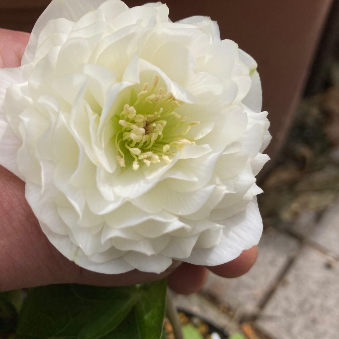 クリスマスローズ　超多弁咲き　フリル　真っ白