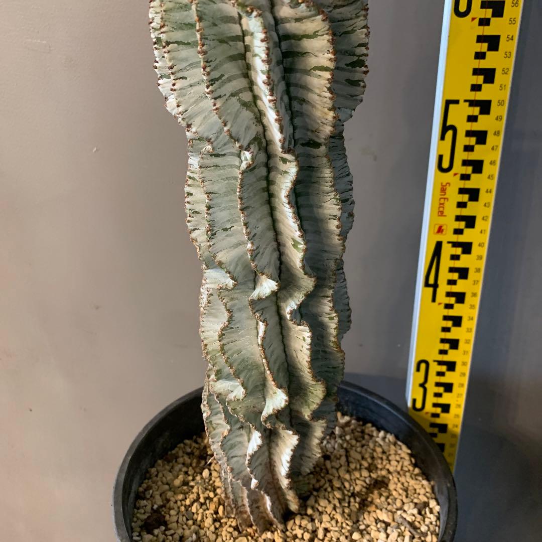 ユーフォルビア ポリゴナ