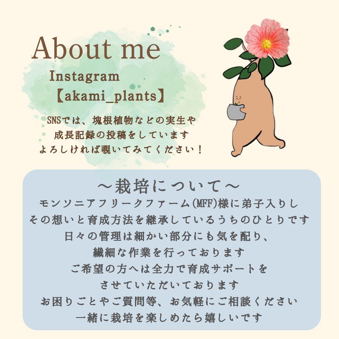 サルコカウロン ペニクリナ 自家採取 種子 5粒