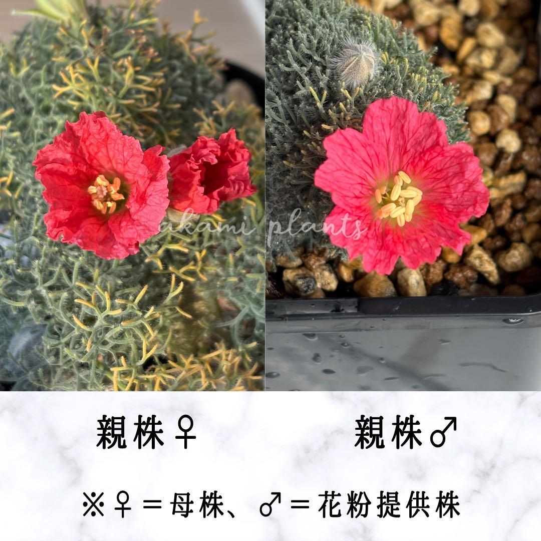 サルコカウロン ペニクリナ 自家採取 種子 5粒