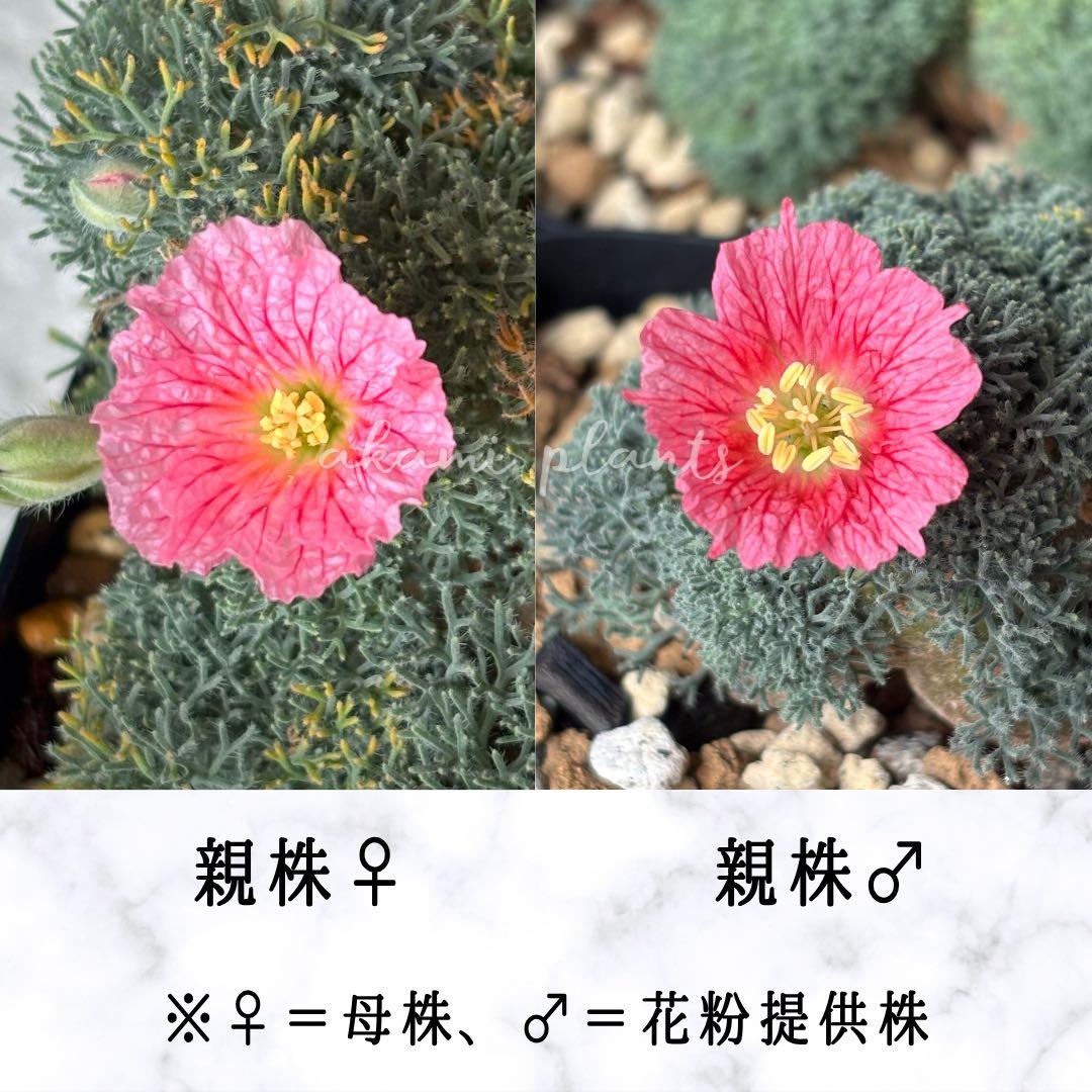 サルコカウロン ペニクリナ 自家採取 種子 5粒