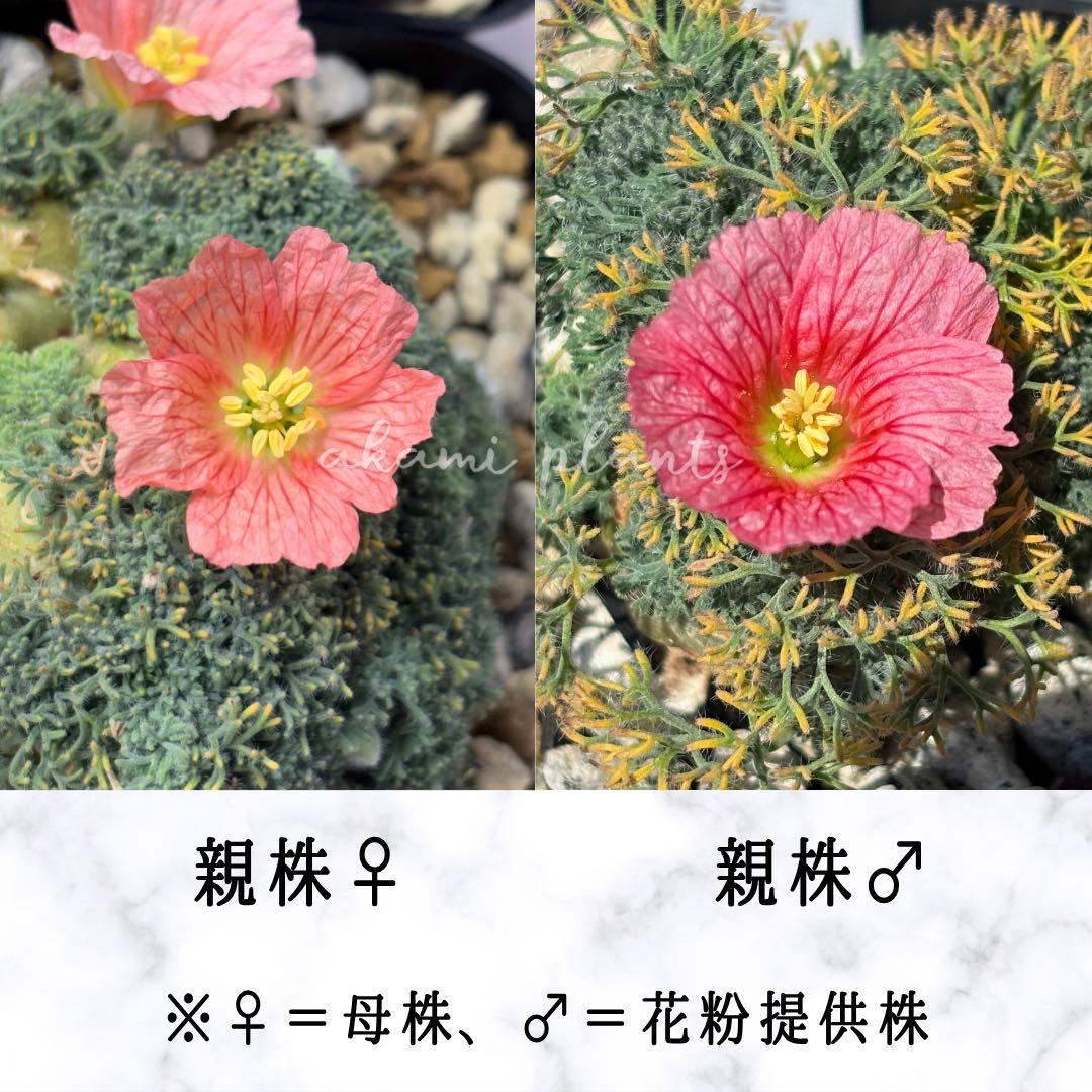 サルコカウロン ペニクリナ 自家採取 種子 5粒