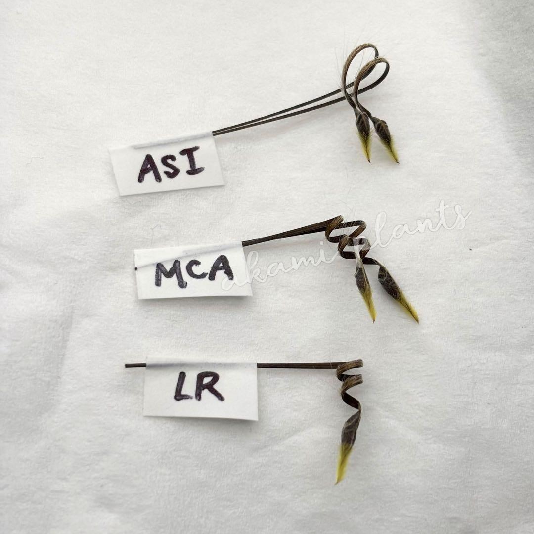 サルコカウロン ペニクリナ 自家採取 種子 5粒