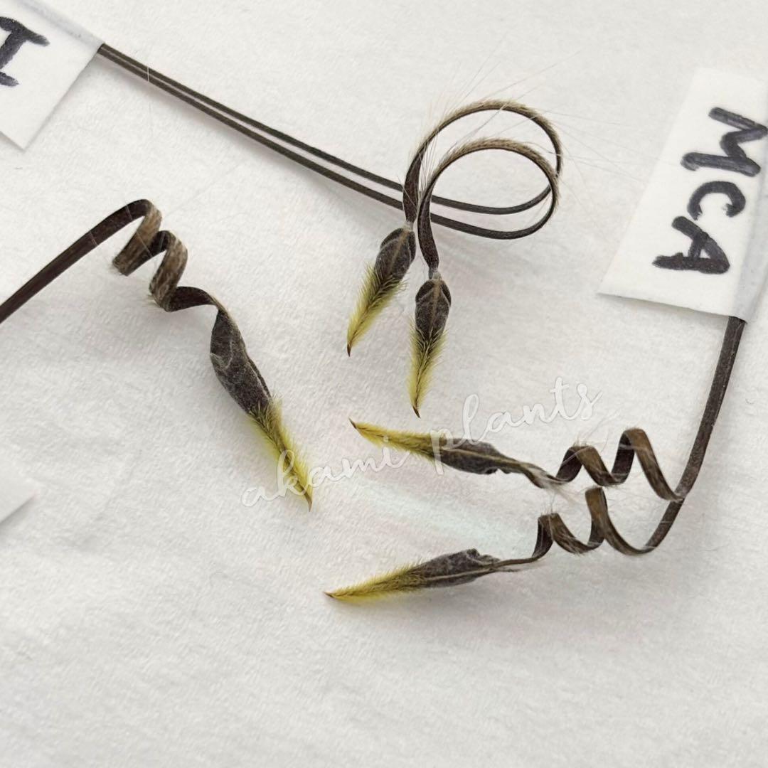 サルコカウロン ペニクリナ 自家採取 種子 5粒